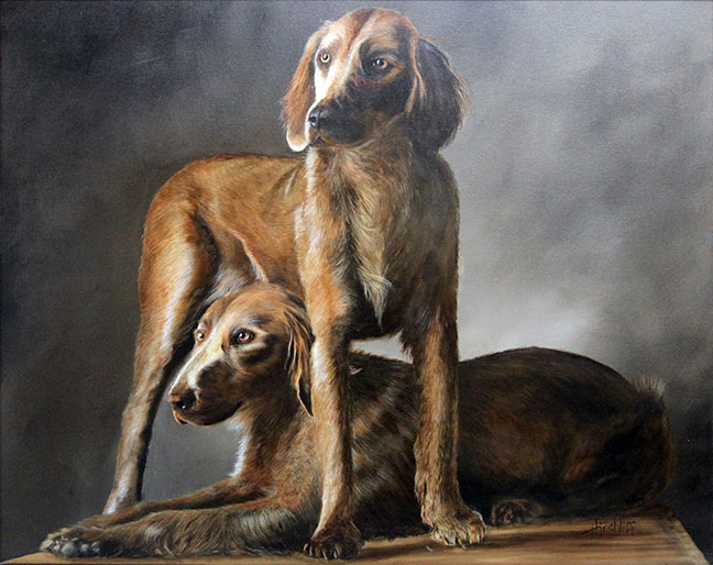 "Long Haired Weimaraner"